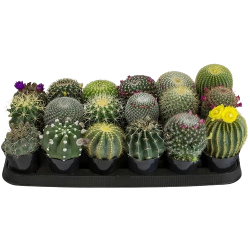 Cacti 7.5cm