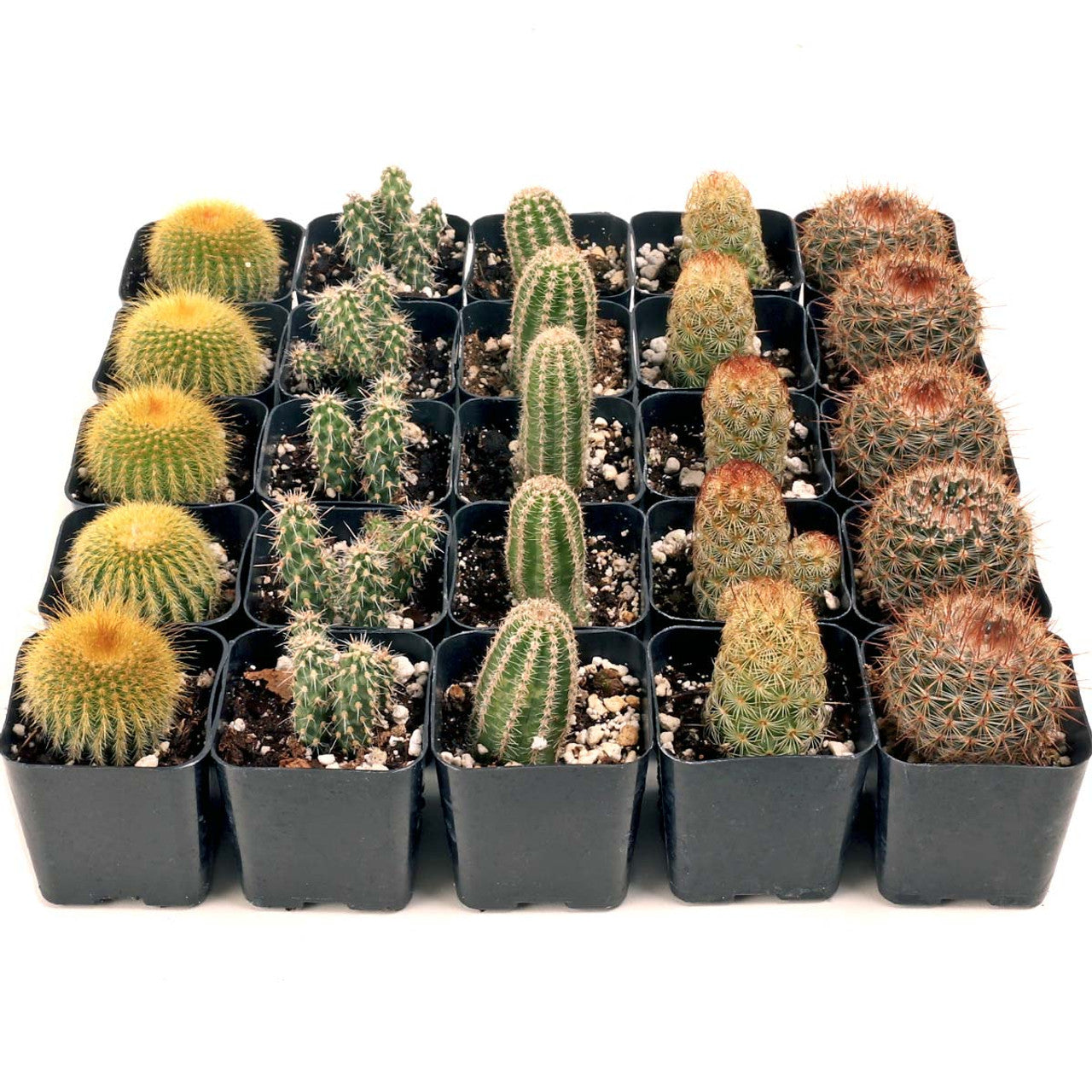 Cactus Mix Bowl 16cm