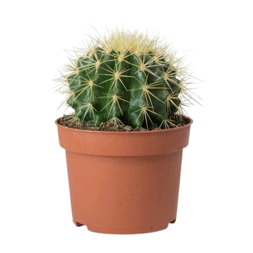 Golden Barrel Cactus