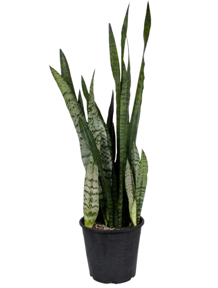 Snake Plant