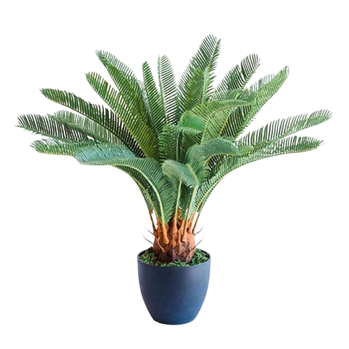 Cycas