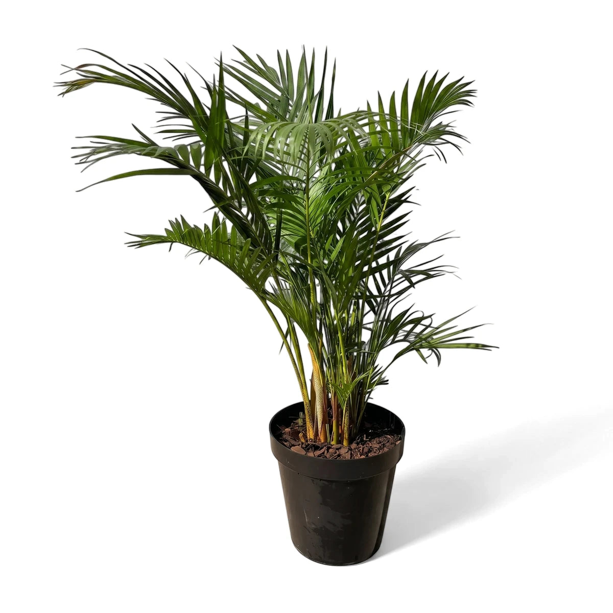 A vibrant green 30cm bamboo palm plant in a simple black pot, displayed on a clean white background.