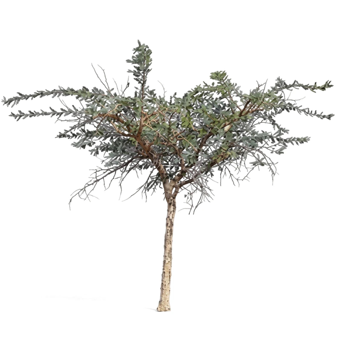 Acacia Paperbark tree with a slender trunk and many delicate branches, showcasing its distinctive foliage against a plain