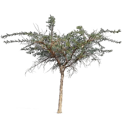 Acacia Paperbark tree with a slender trunk and many delicate branches, showcasing its distinctive foliage against a plain