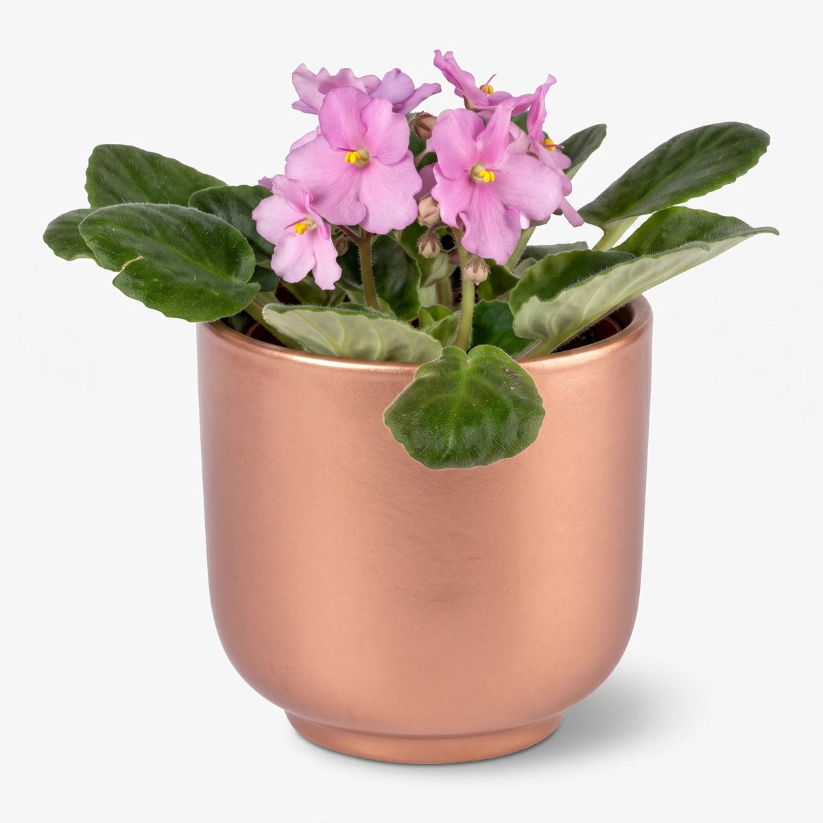 An African violet houseplant with vibrant pink flowers and lush green leaves in a polished copper ceramic pot.
