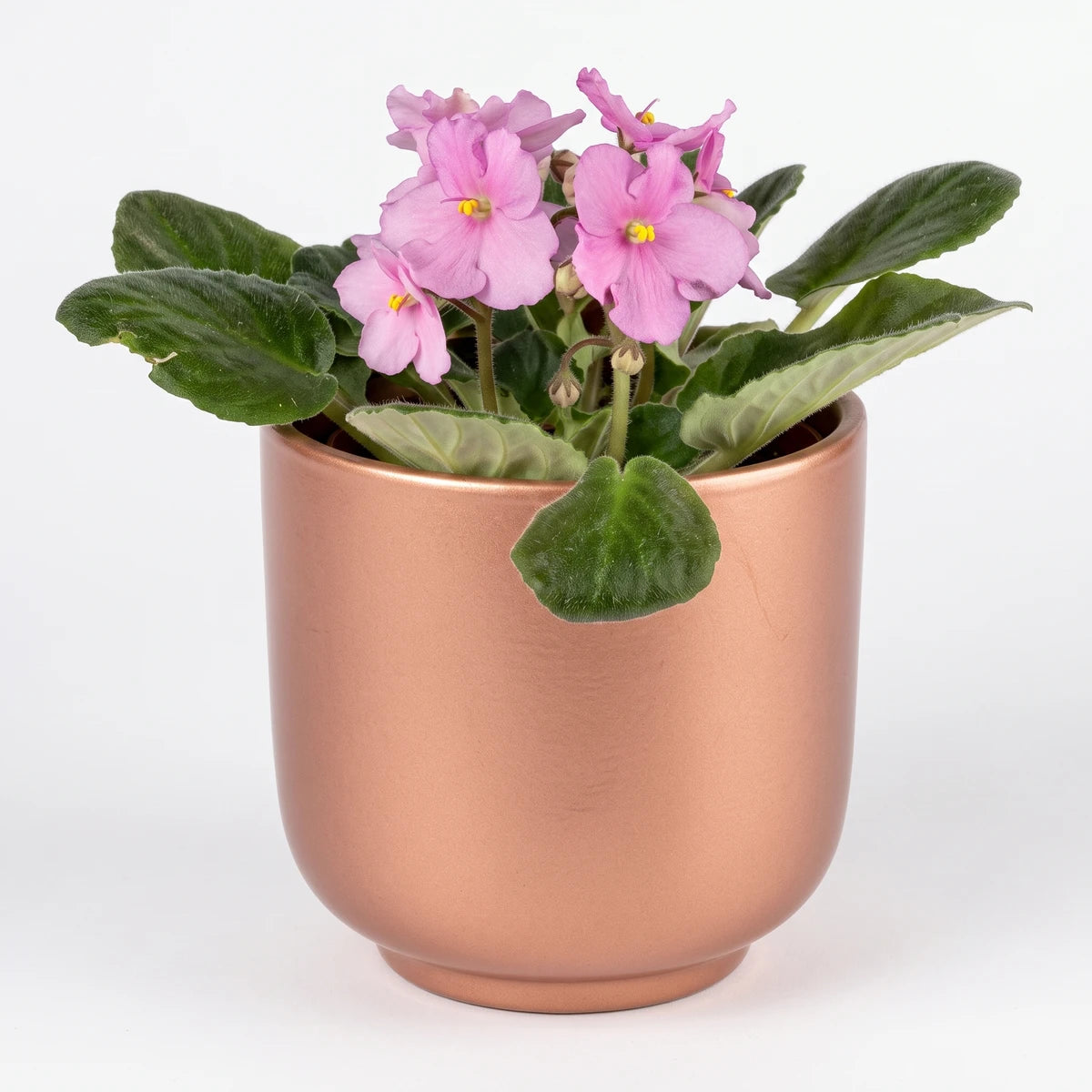 African violet plant with vibrant pink flowers and green leaves, presented in a white ceramic pot.