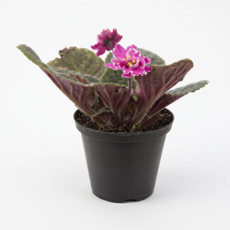 Vibrant fuchsia African violet plant in a small black plastic pot, showcasing lush green leaves and delicate pink blooms.