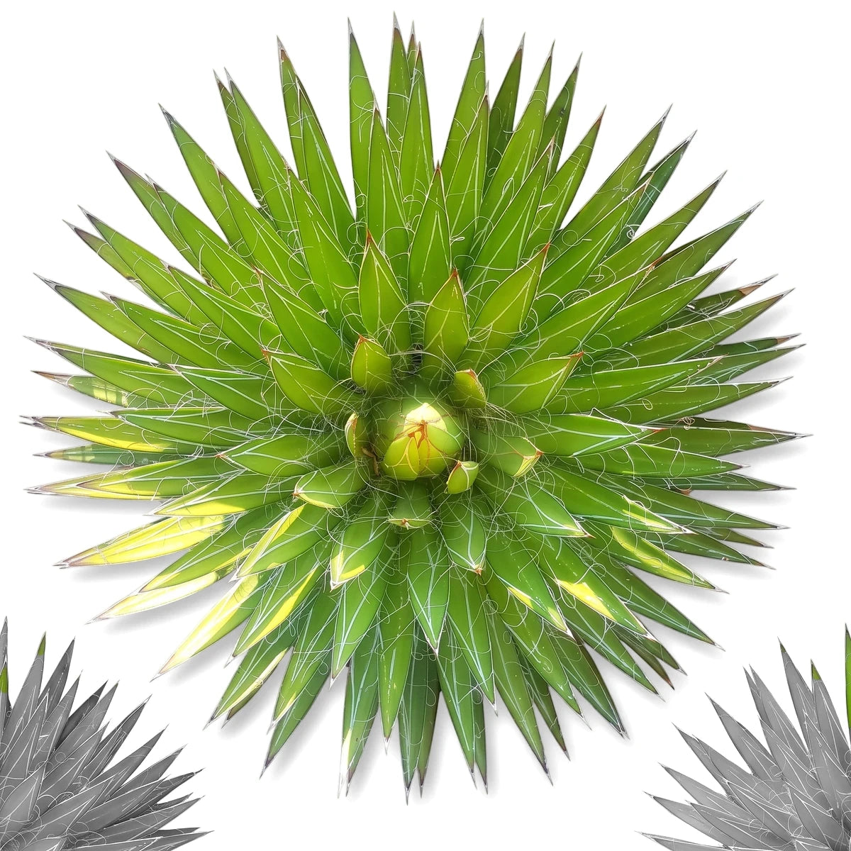 Close-up, top-down view of a vibrant green Agave Filifera Thread Agave plant with distinctive white filaments along its