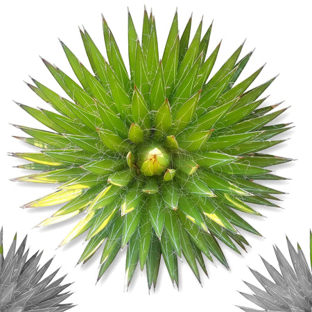 Close-up, top-down view of a vibrant green Agave Filifera Thread Agave plant with distinctive white filaments along its