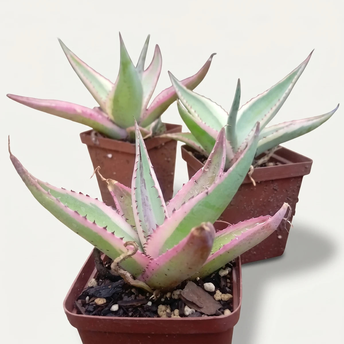 Agave Guiengola 'Crème Brulee' succulent plants with distinctive green and pink variegated leaves in brown pots.