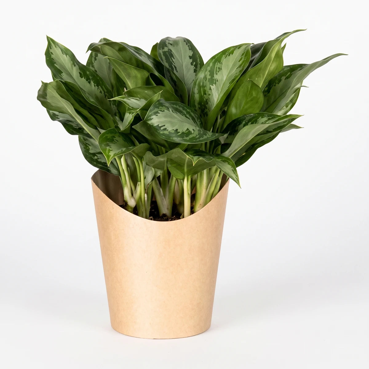 Aglaonema Pattaya Beauty houseplant with lush green leaves and hints of red, planted in a light brown pot.