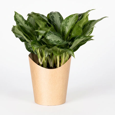 Aglaonema Pattaya Beauty houseplant with lush green leaves and hints of red, planted in a light brown pot.