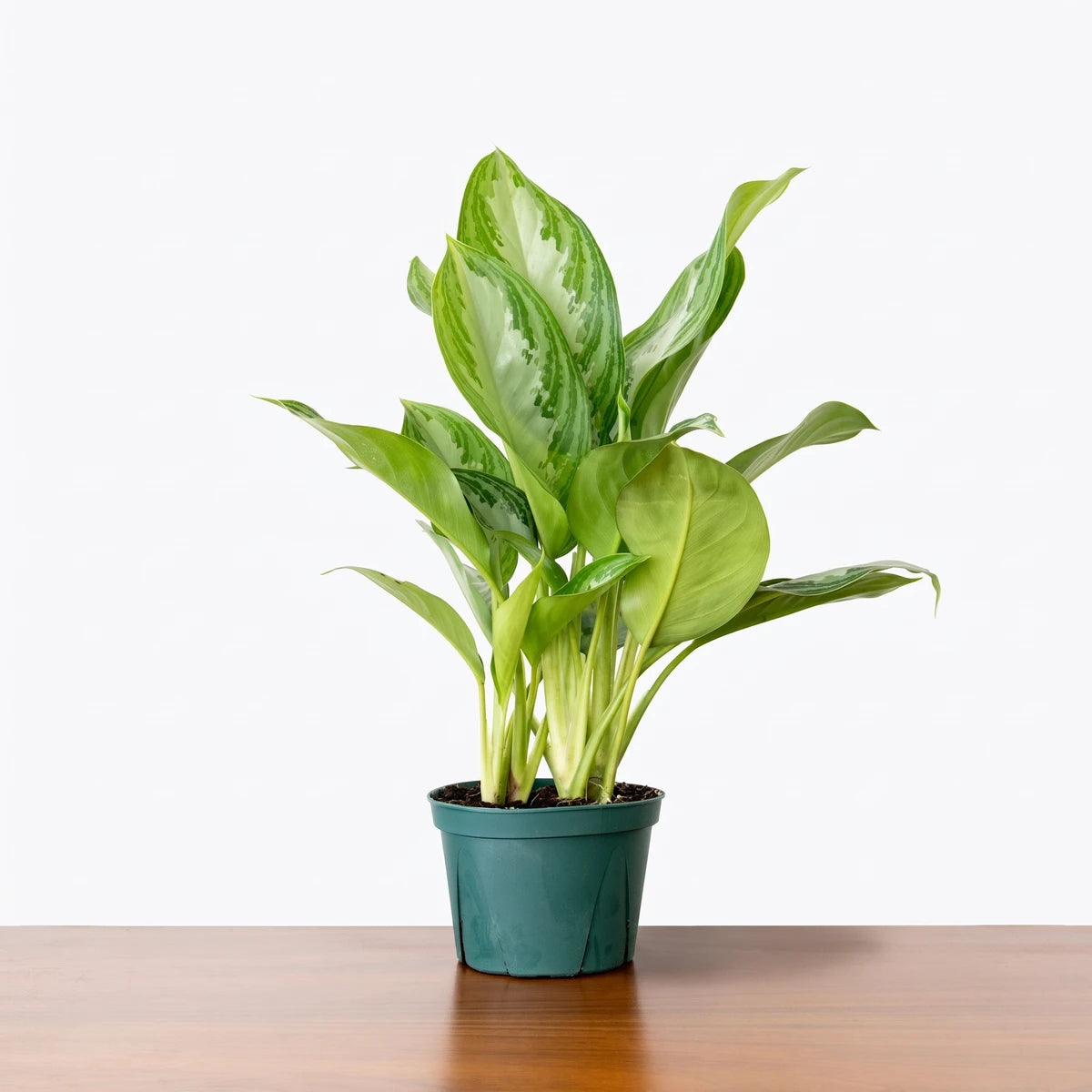 Aglaonema Silver Chinese Evergreen plant in a dark green pot with variegated green and silver leaves, sitting on a wooden