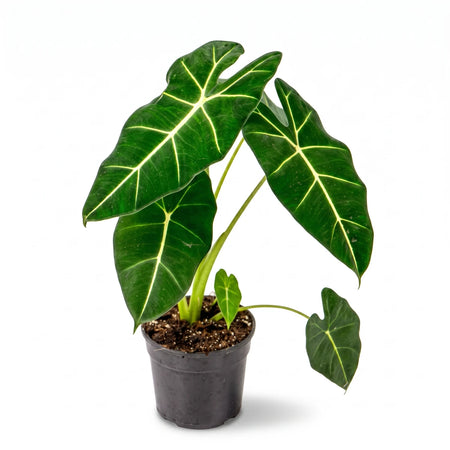 Alocasia Frydek Green Velvet plant with dark green leaves and prominent white veins, presented in a black pot.