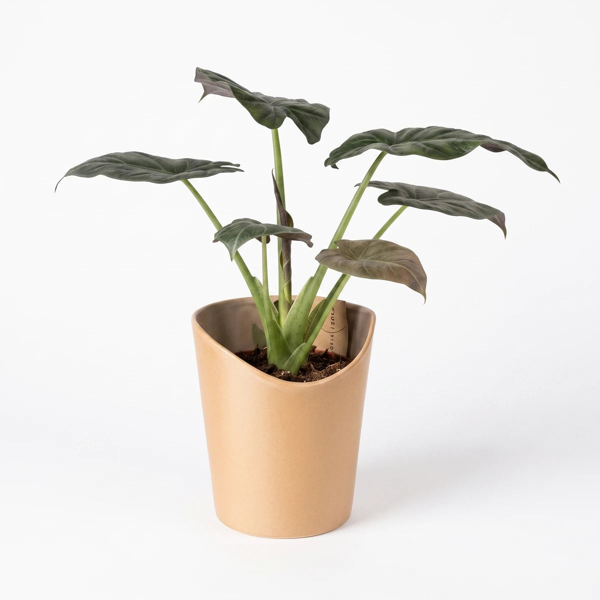 Alocasia Rubra plant with large dark green leaves in a light brown, organically shaped pot on a white background.