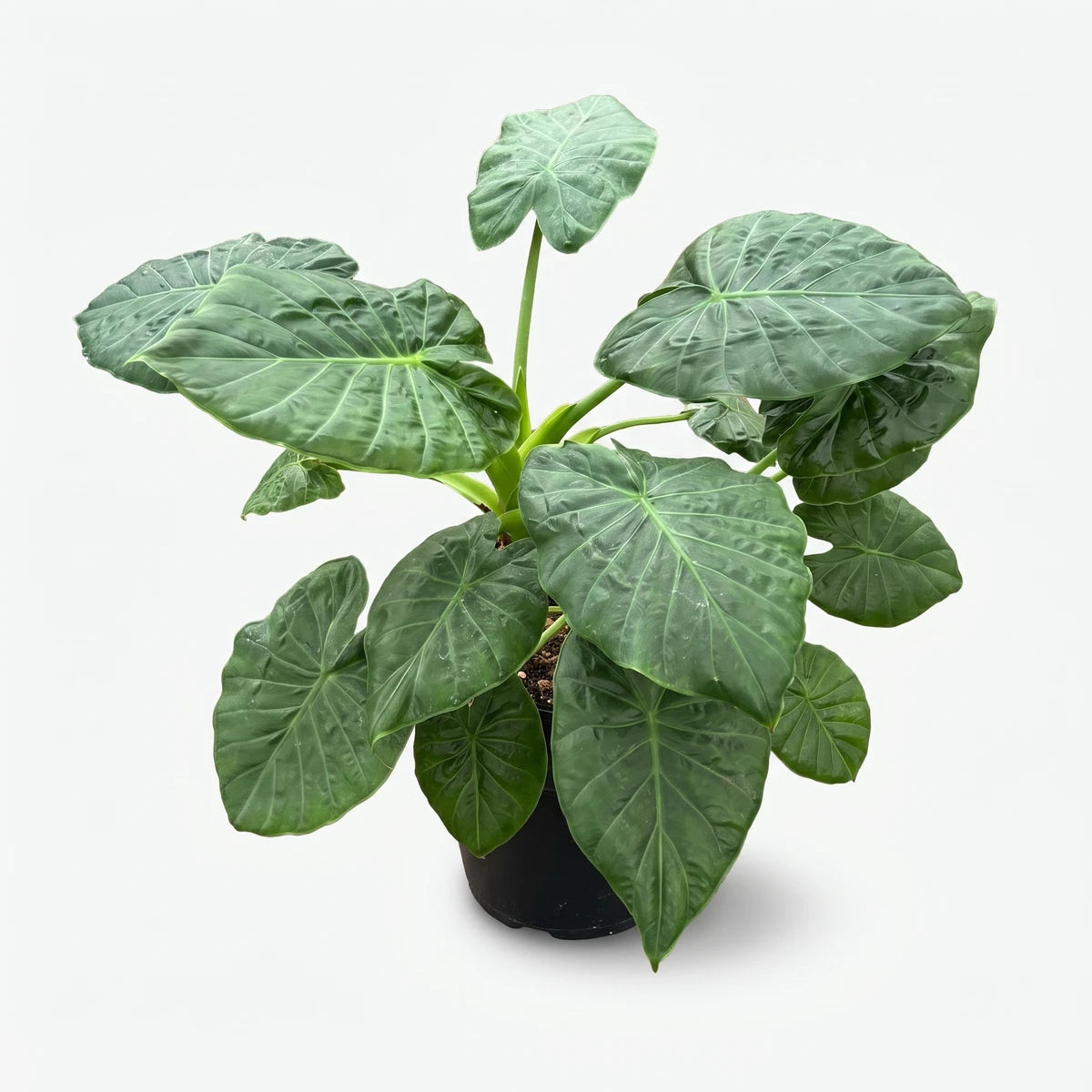 Alocasia Rubra plant with large, dark green textured leaves in a black pot, shown from an elevated perspective.