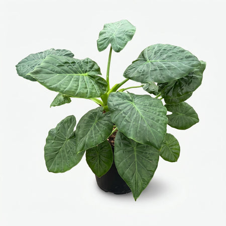 Alocasia Rubra plant with large, dark green textured leaves in a black pot, shown from an elevated perspective.