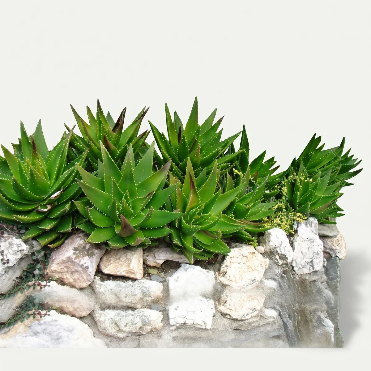 Green, spiky Aloe Mitriformis plants growing in a cluster on a textured stone wall, with surrounding foliage.