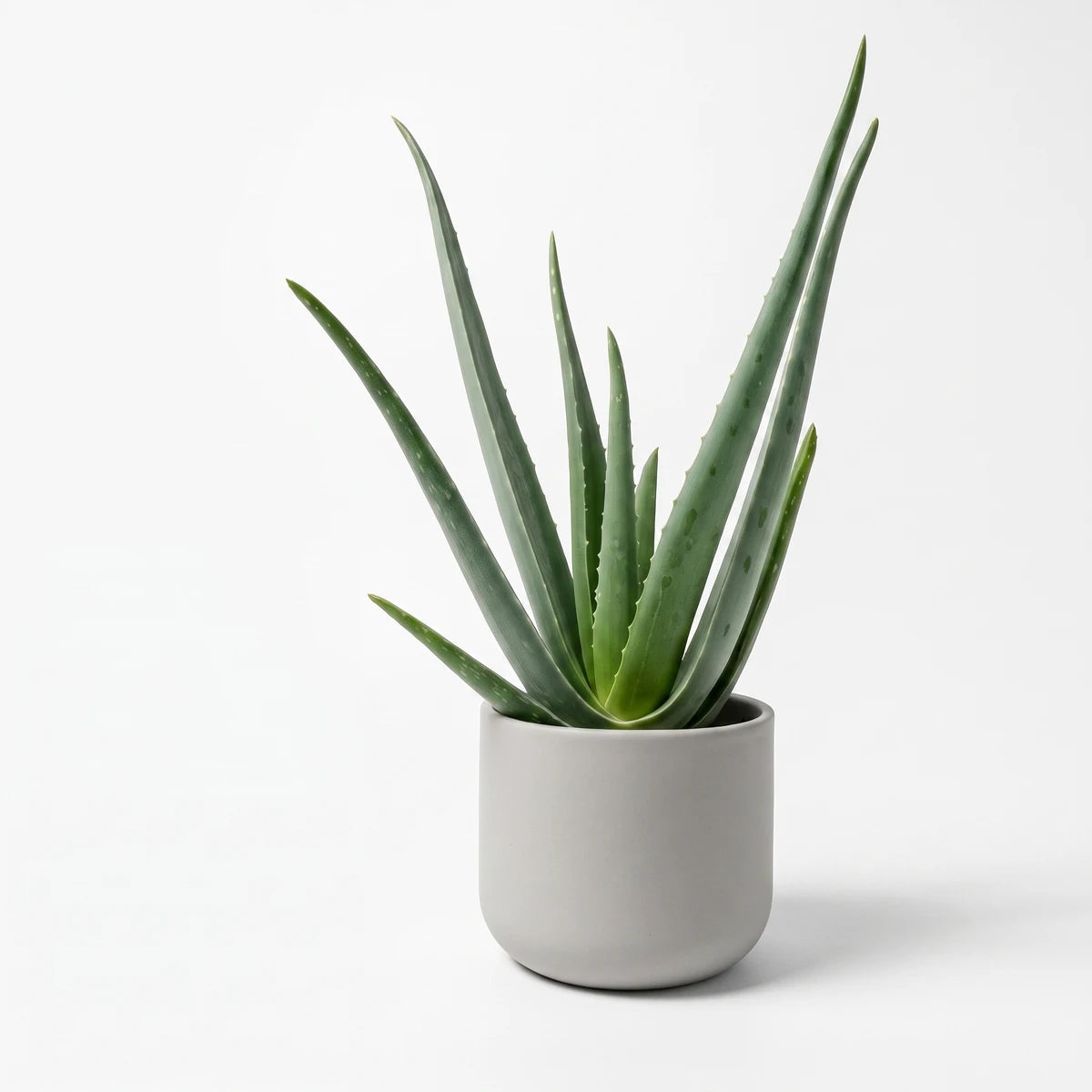 Green aloe plant in a modern grey ceramic pot, sitting on a wooden shelf in an indoor setting.
