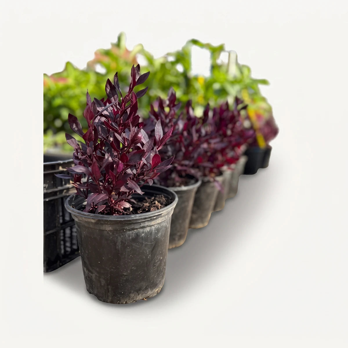 Alternanthera Assorted Varieties plant with deep red-purple leaves in a black pot, ready for garden planting.
