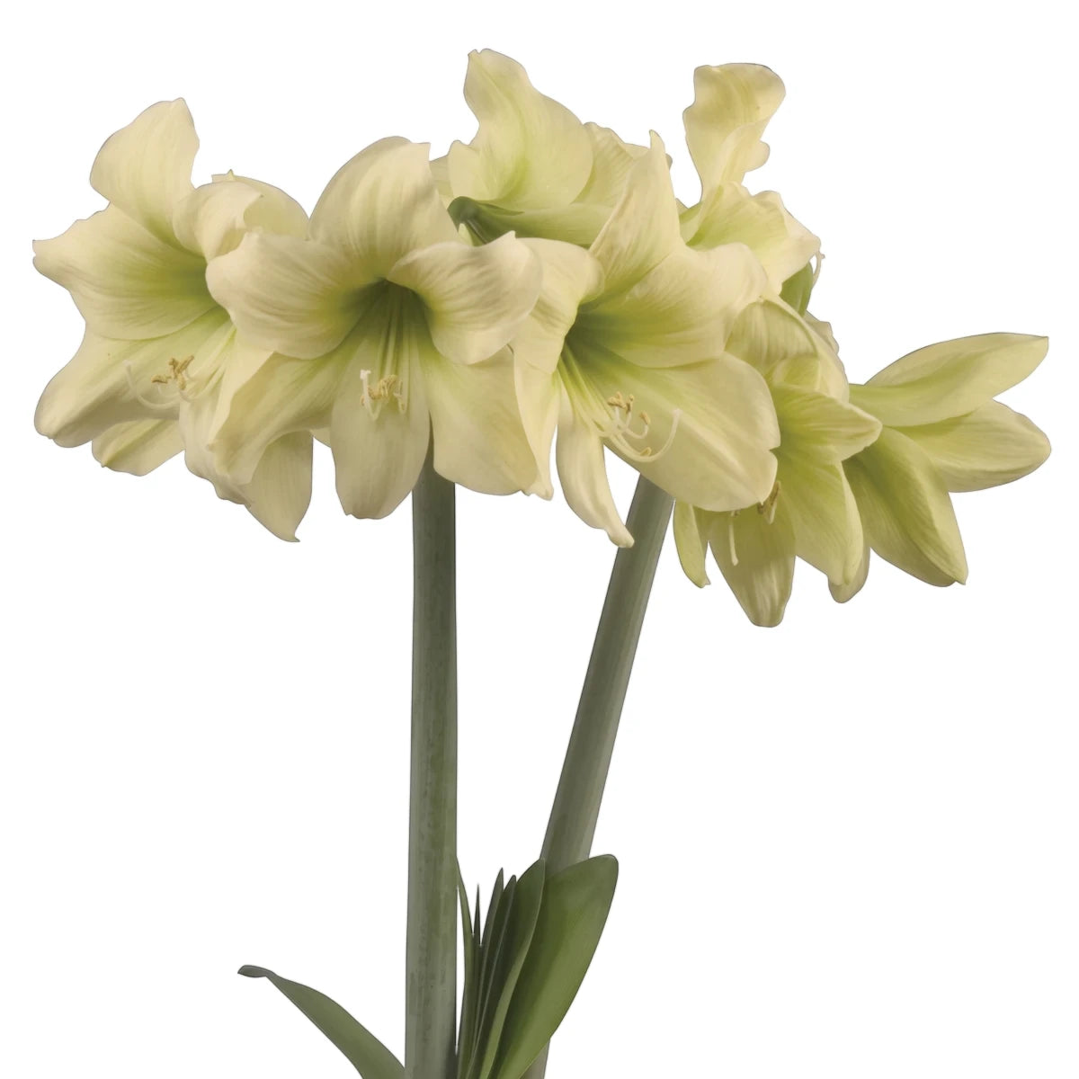 Light green Amaryllis Sonatini flowers with multiple creamy blooms on long green stems, ideal for spring decoration.
