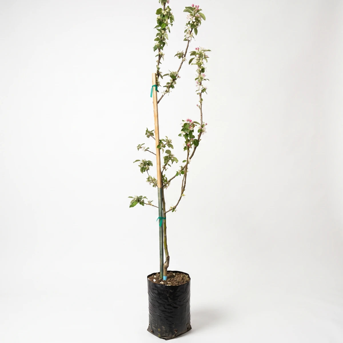 Young Anna Apple tree in a black grow bag, blooming with white and pink flowers, ready for planting.