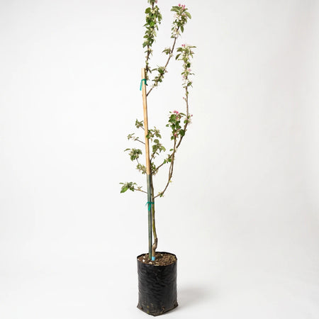 Young Anna Apple tree in a black grow bag, blooming with white and pink flowers, ready for planting.