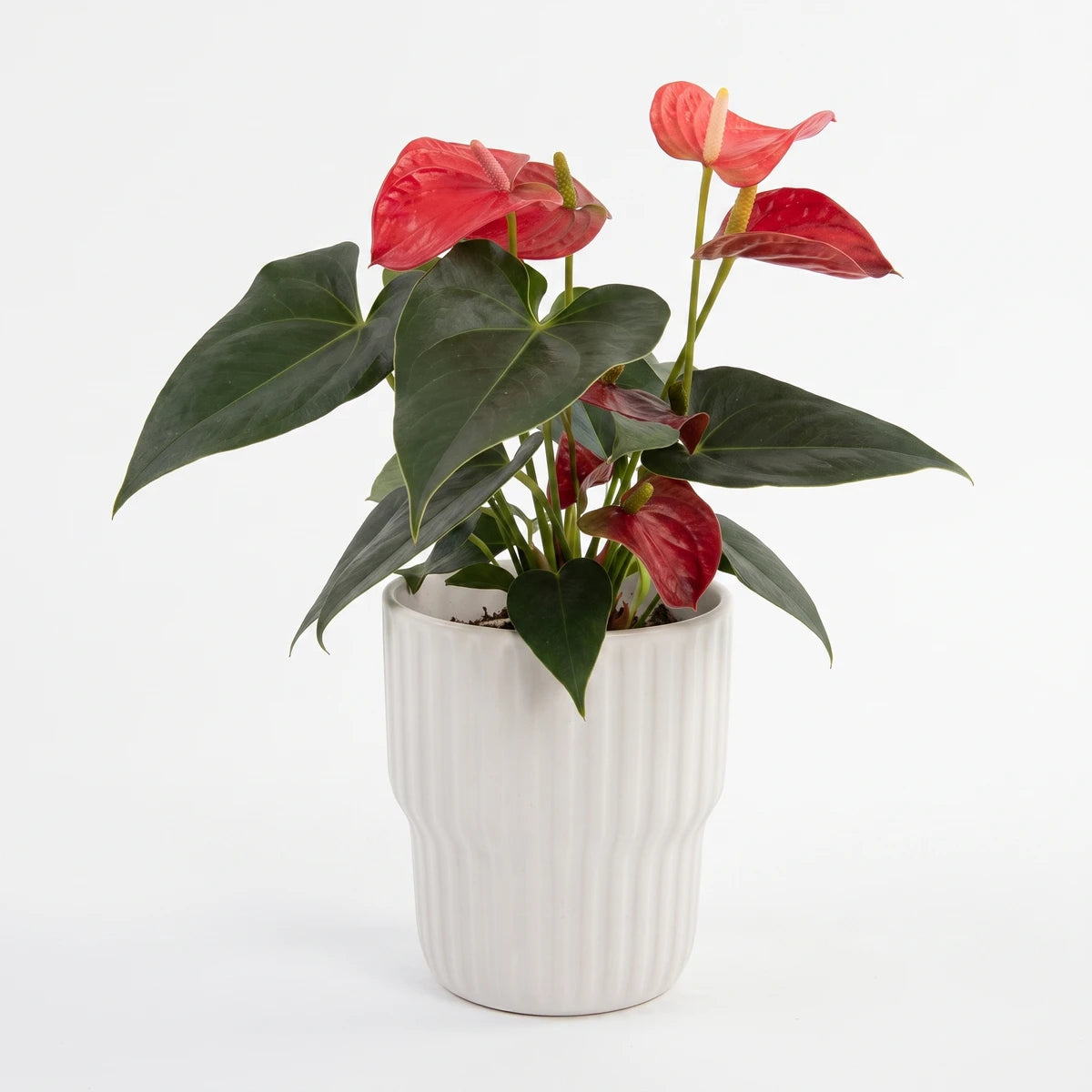 Anthurium houseplant with red blooms and glossy green leaves, shown in a pink ceramic pot, 9cm size.