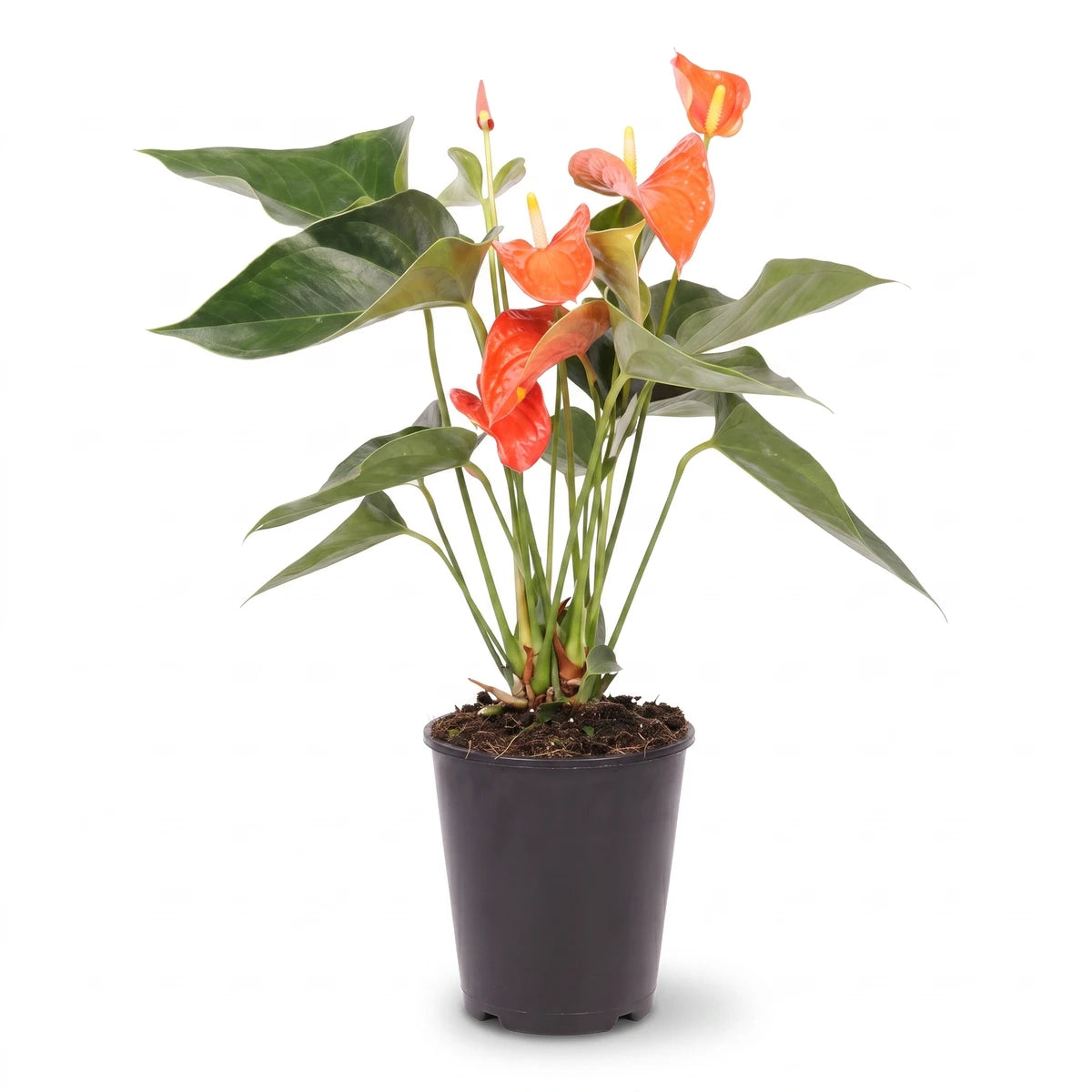 Anthurium plant with vibrant orange-red flowers and lush green leaves in a black high-back pot, full view.