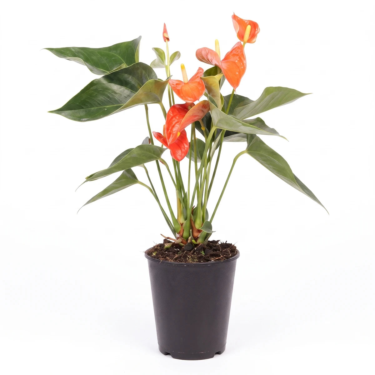 Vibrant Anthurium plant with striking orange-red spathes and lush green leaves, presented in a sleek black pot, viewed