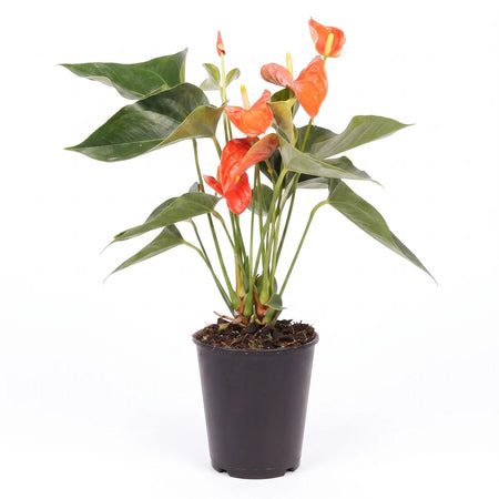 Vibrant Anthurium plant with striking orange-red spathes and lush green leaves, presented in a sleek black pot, viewed