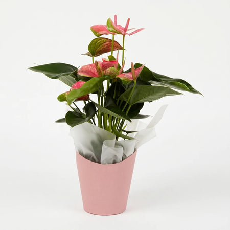 Anthurium plant with vibrant pink flowers and broad green leaves, presented in a stylish pink pot with white tissue wrap