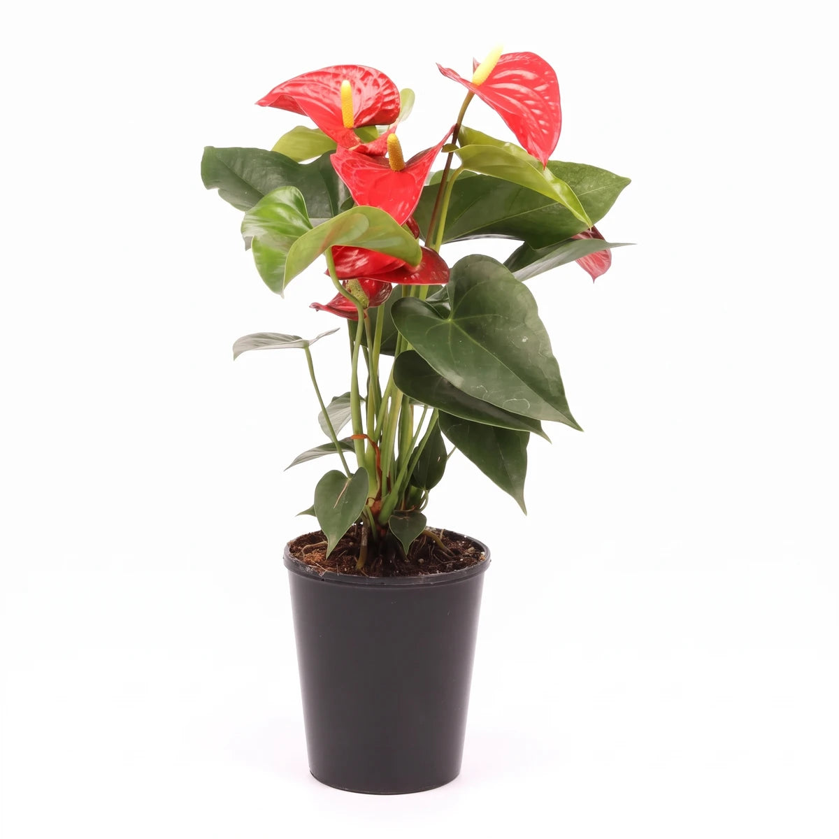 Anthurium plant featuring vibrant red, heart-shaped flowers and glossy green leaves, presented in a simple black plastic pot.