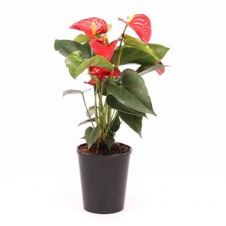 Anthurium plant featuring vibrant red, heart-shaped flowers and glossy green leaves, presented in a simple black plastic pot.