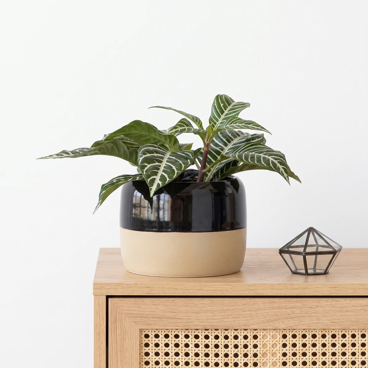 Aphelandra Squarrosa Zebra Plant in a two-tone pot with vibrant green and white striped leaves, displayed on a wooden