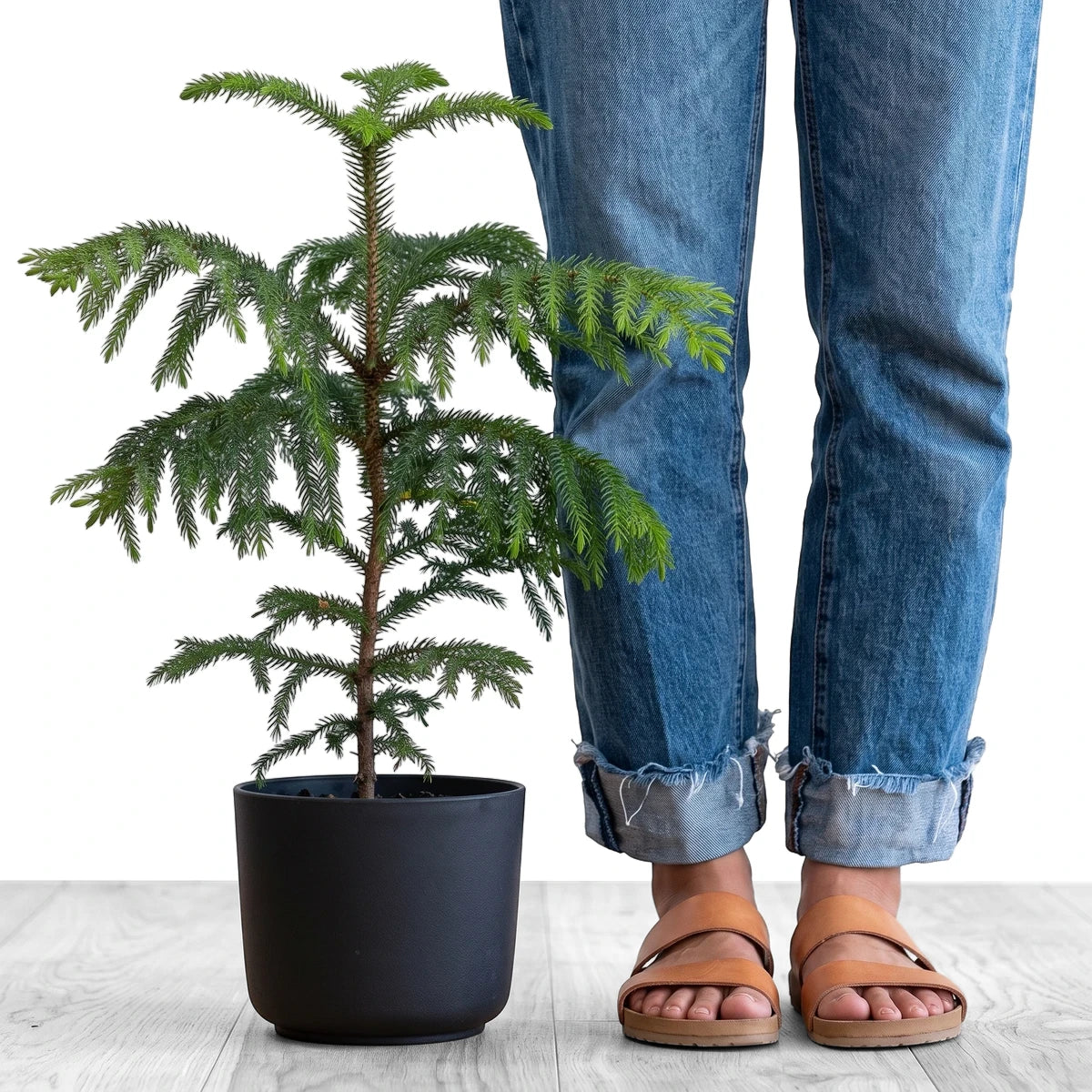 A small potted Araucaria Norfolk Island Pine plant with green needles, placed next to a person's legs wearing blue jeans and
