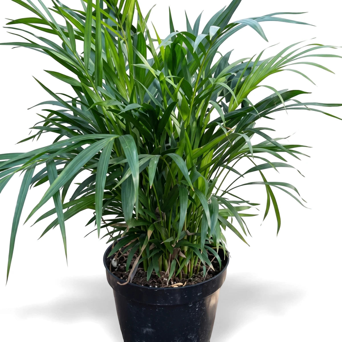 Areca Bamboo Palm / Dypsis (43cm) live plant with green fronds in a black plastic nursery pot, front view.