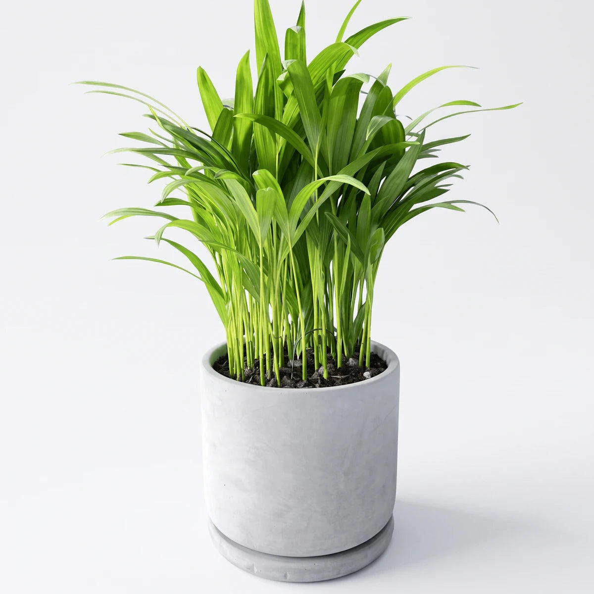 Vibrant green Areca Bamboo Palm houseplant in a round gray concrete pot with a matching saucer, displayed on a white surface.