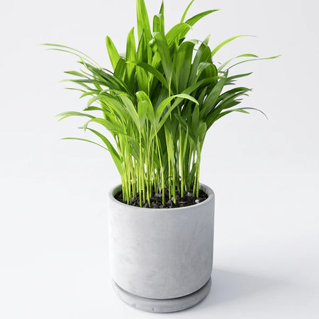 Vibrant green Areca Bamboo Palm houseplant in a round gray concrete pot with a matching saucer, displayed on a white surface.