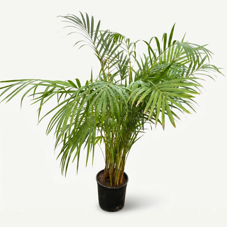 A vibrant green Areca Bamboo Palm in a black pot, standing approximately 1 meter tall.