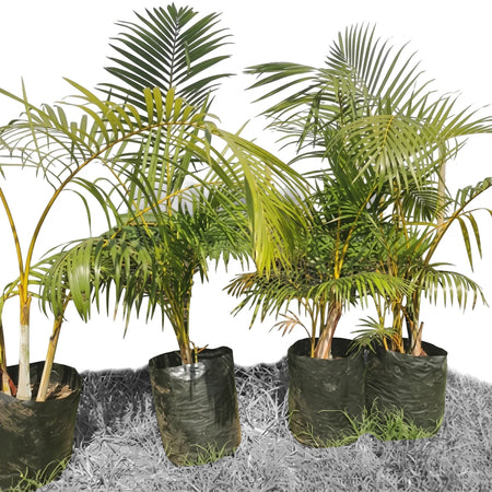 Tall Areca Bamboo Palm trees with vibrant green and yellow fronds in black nursery bags, ready for planting outdoors.