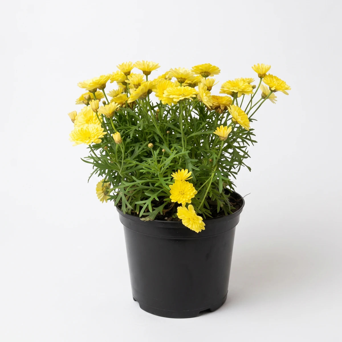 Potted Argyranthemum Madeira Yellow plant with vibrant yellow daisy-like flowers and green foliage in a black pot.