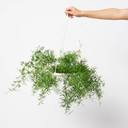 Hand holding a lush green Asparagus Densiflorus Meyersii Foxtail Fern in a white hanging basket.