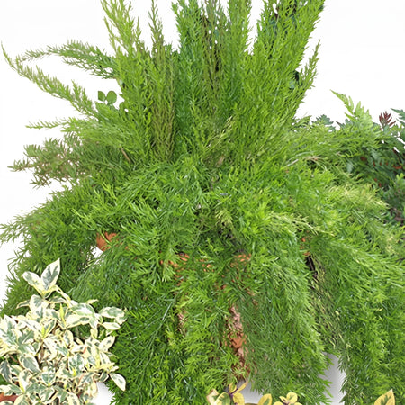Asparagus Green Ripple Fern in a brown pot, showcasing its lush, feathery green foliage.