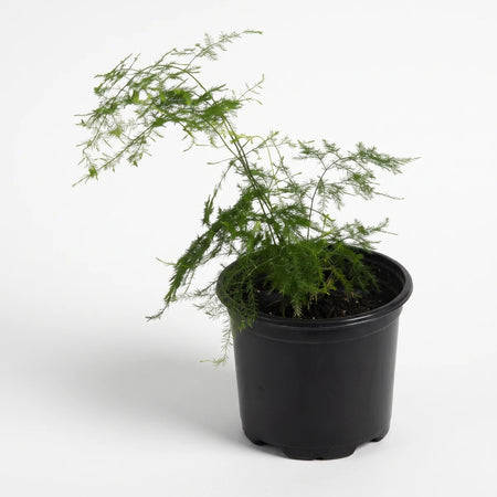 Green Asparagus Plumosus plant with delicate fronds in a black plastic pot, studio shot.