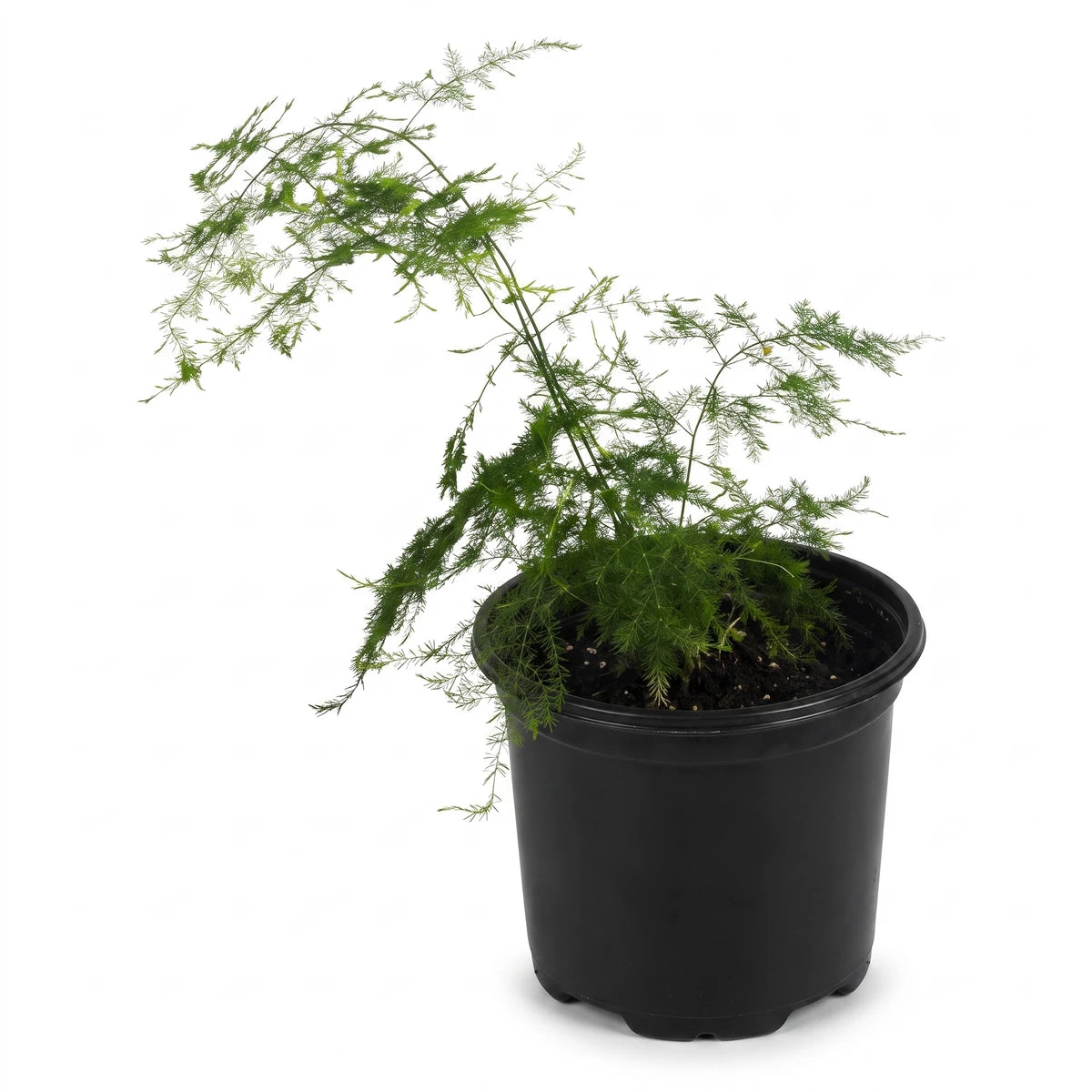 A delicate Asparagus Plumosus plant with feathery green foliage, nestled in a simple black plastic pot, presented against a