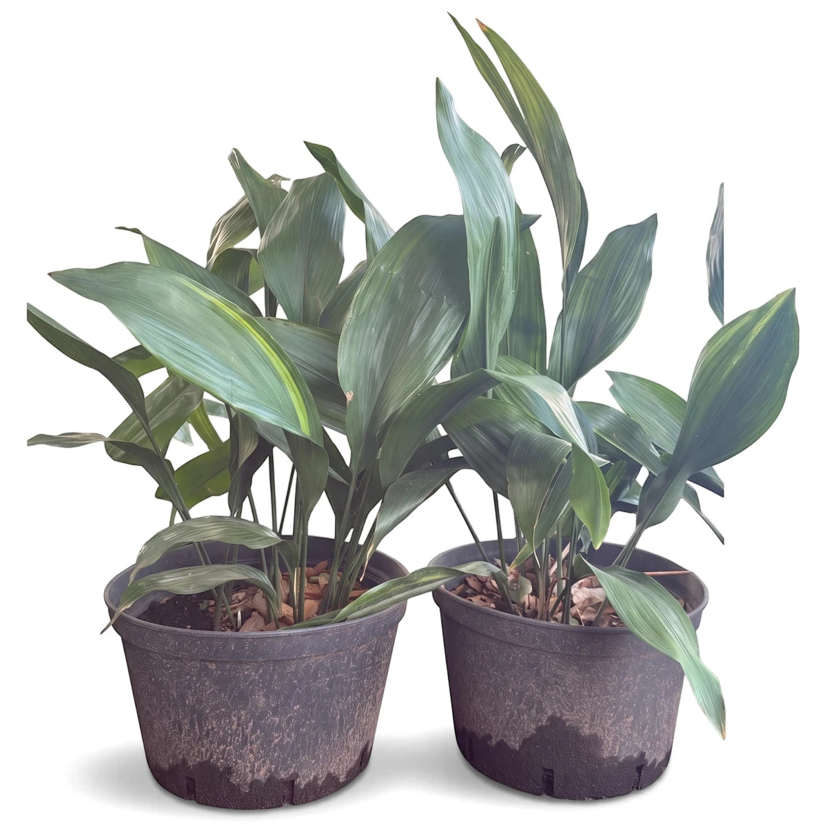 Potted Aspidistra Elatior plant with dark green leaves and some variegation, suitable for indoor or outdoor settings.