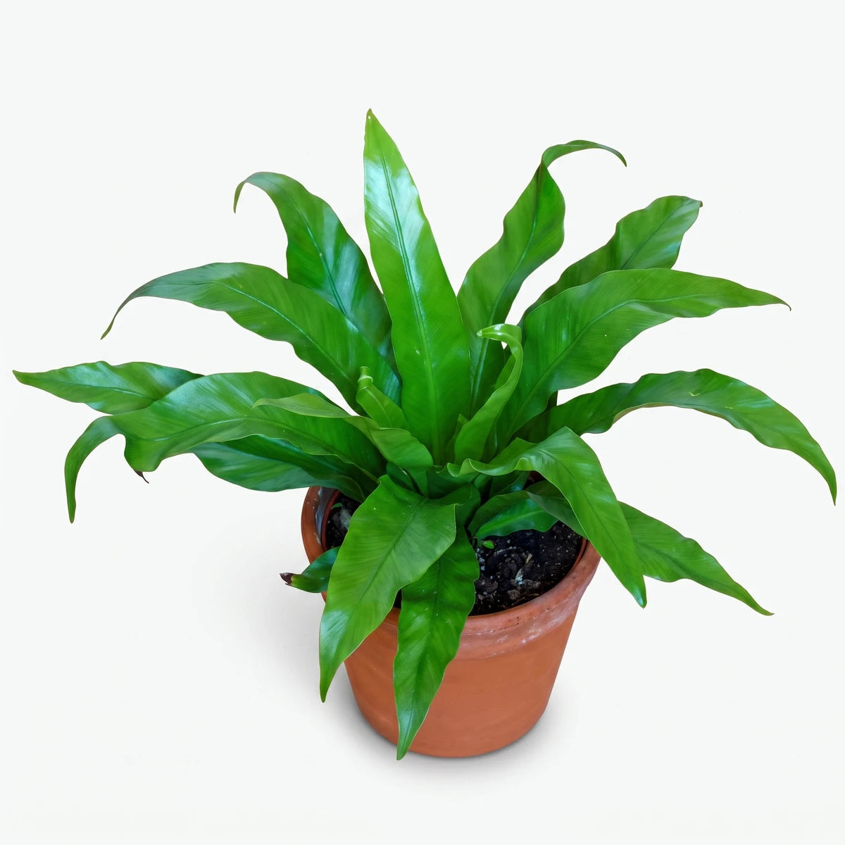 Asplenium Antiquum Bird's Nest Fern (20cm) with vibrant green wavy leaves, planted in a round terracotta pot.