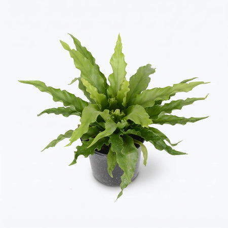 Vibrant green Asplenium Antiquum Bird's Nest Fern plant in a dark gray speckled pot, shot from above on a white background.