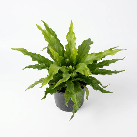 Top-down view of an Asplenium Antiquum Bird's Nest Fern with vibrant green wavy leaves in a dark speckled pot.